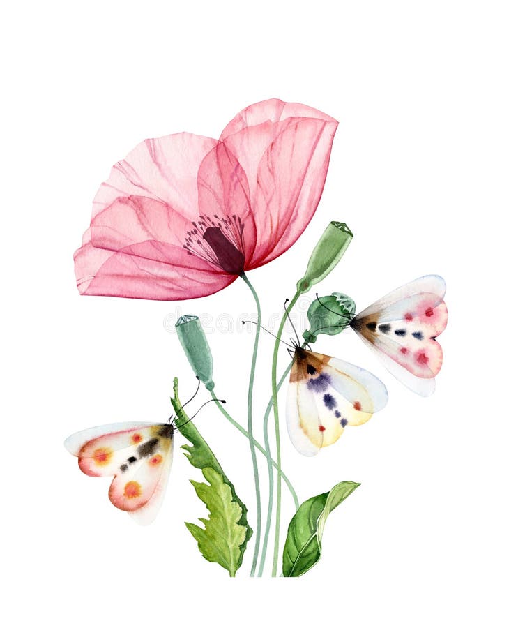 Watercolor poppy flower with moth. Big transparent pink flower with three colorful butterflies. Hand painted print ready