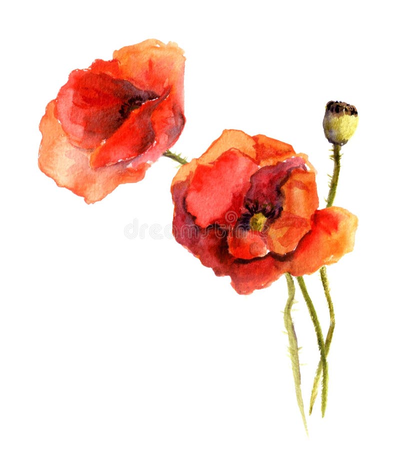 Watercolor Poppy Bouquet. Two Pink Flowers with Leaves and Berries ...