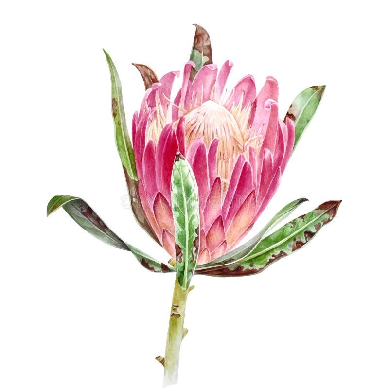 Watercolor protea flower