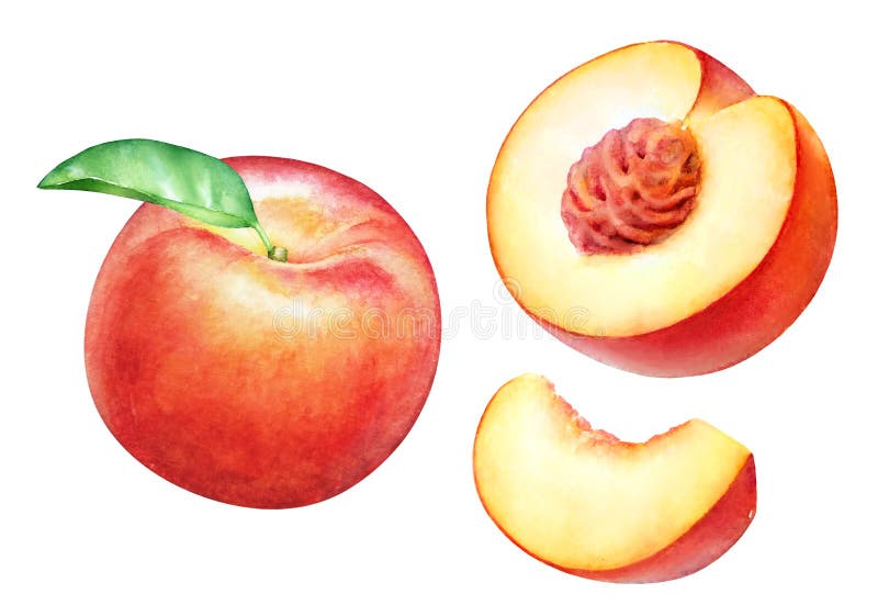 Watercolor realistic botanical illustration of the peach fruits stock illustration Watercolor realistic botanical illustration of the peach fruits stock illustration