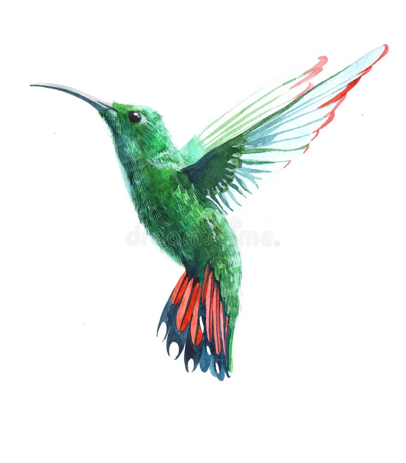 Watercolor realistic hummingbird, colibri tropical bird animal isolated on a white background illustration.