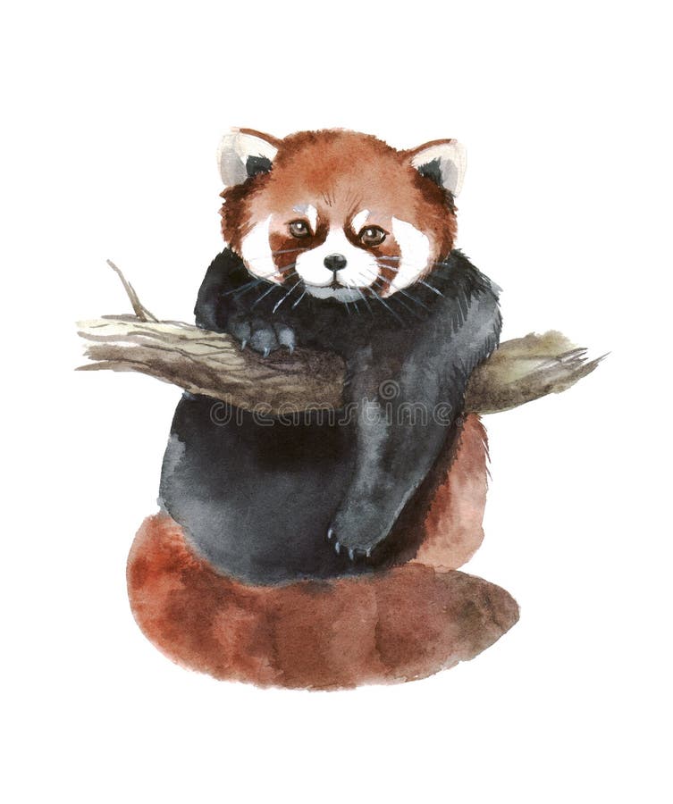 Watercolor Red Panda, Hand Drawn Cute Illustration. Creative Woodland  Animals Stock Illustration - Illustration of nature, loose: 194826125