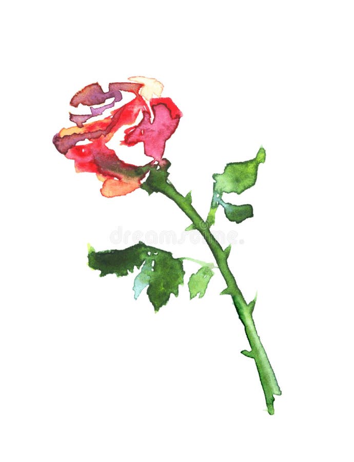 Watercolor Red Rose. Vector on White. Stock Illustration - Illustration ...