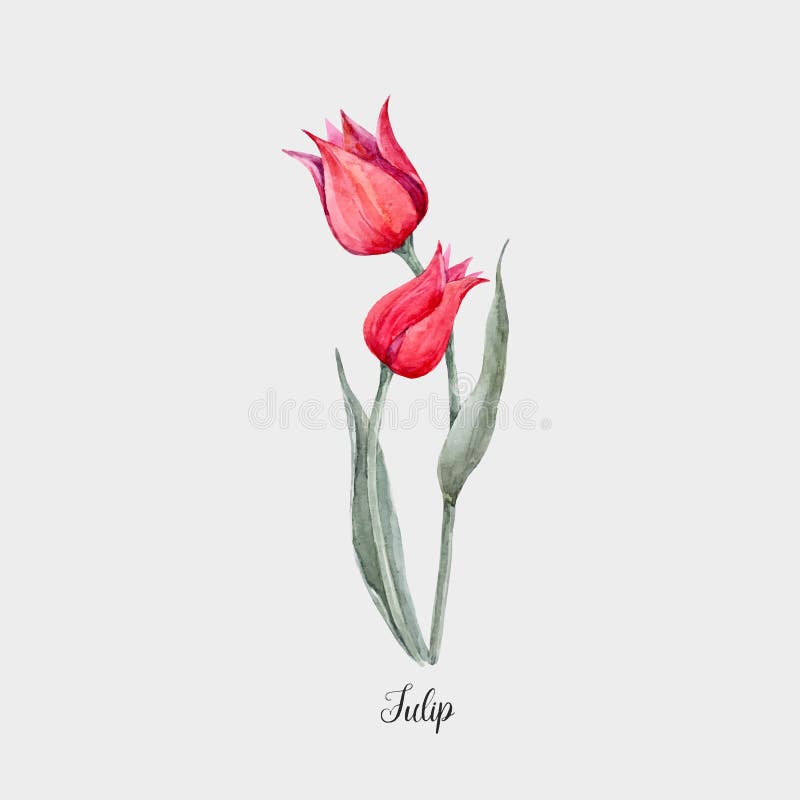 Watercolor Red Tulip Flower Stock Vector - Illustration of bloom ...