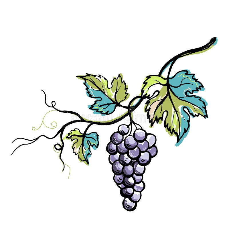 Grape leaves. Vector stock vector. Illustration of collection - 26818432