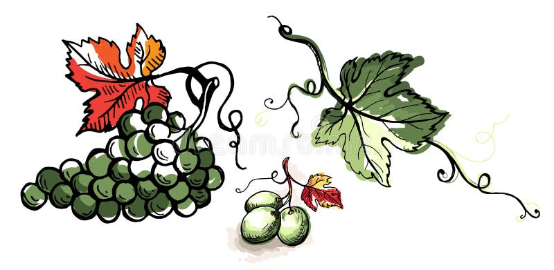Grape leaves. Vector stock vector. Illustration of collection - 26818432