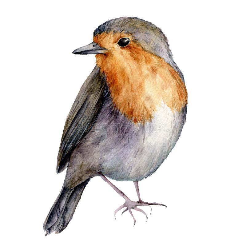 Watercolor robin. Hand painted Christmas bird isolated on white background. Holiday nature illustration for design royalty free illustration Watercolor robin. Hand painted Christmas bird isolated on white background. Holiday nature illustration for design royalty free illustration