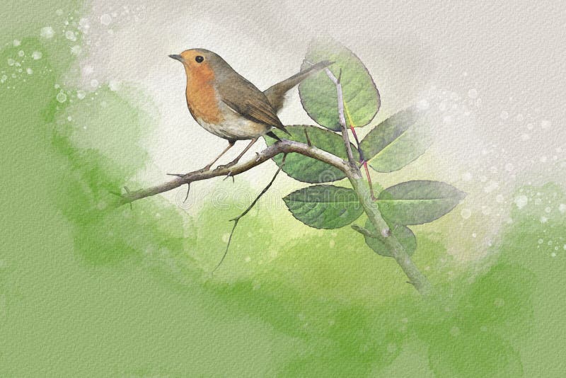 Watercolor Robin Redbreast. Hand Painted Bird Isolated on White ...