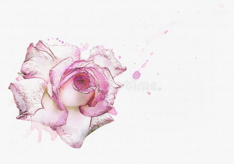 Rose watercolor background royalty free illustration Rose watercolor background royalty free illustration