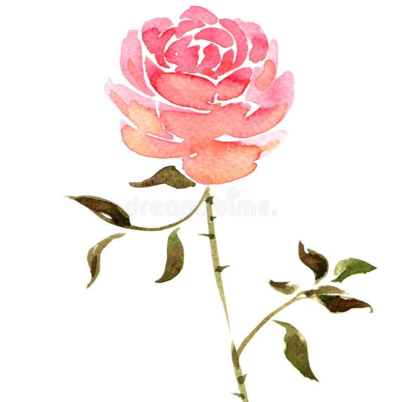 Watercolor rose flower stock illustration. Illustration of colorful ...