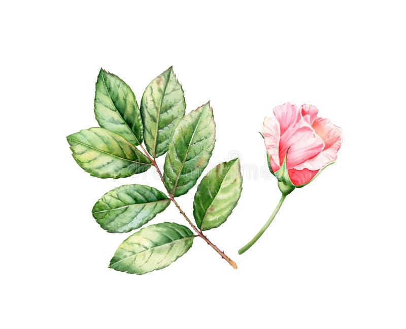 Watercolor rose leaves and flower. Botanical illustration with green branch and pink bud isolated on white. Detailed