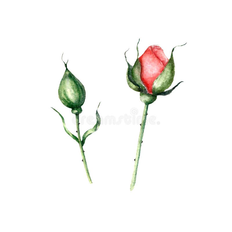 Watercolor Rosebud Isolated on White. Hand Draw Illustrations. Stock Image  - Image of drawing, birthday: 242555941