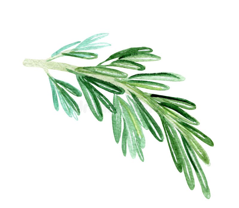 Watercolor green rosemary branch on white background