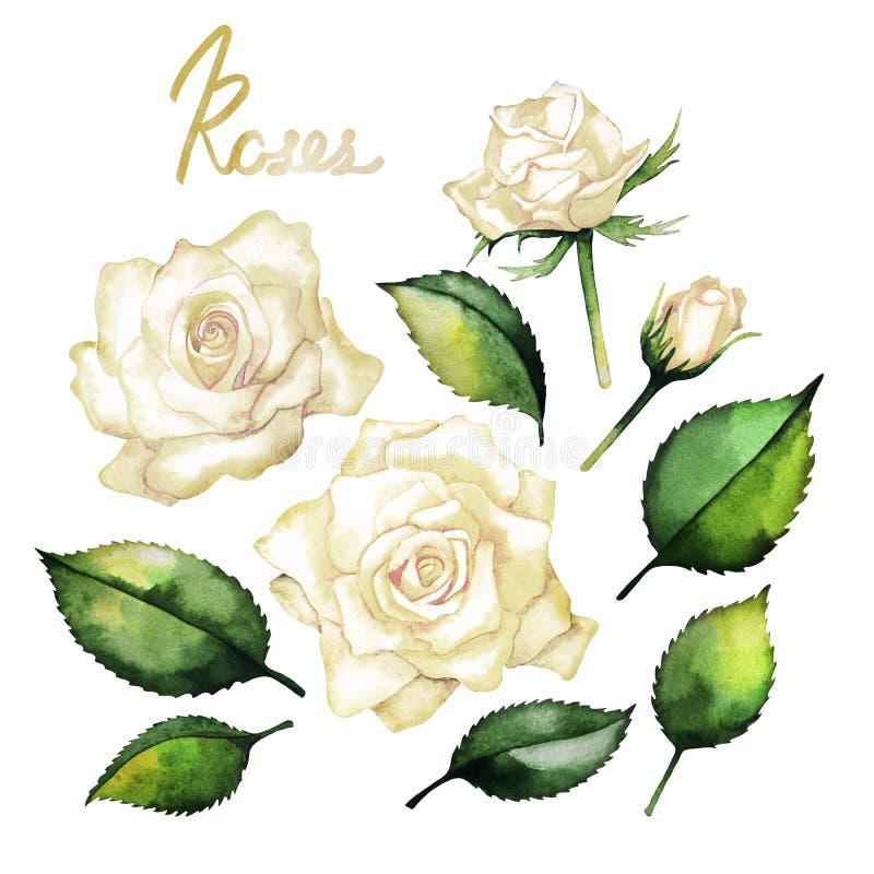 Watercolor roses collection royalty free illustration Watercolor roses collection royalty free illustration