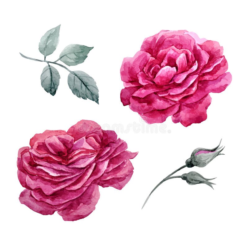 Watercolor Roses Vector Set Stock Vector - Illustration of composition