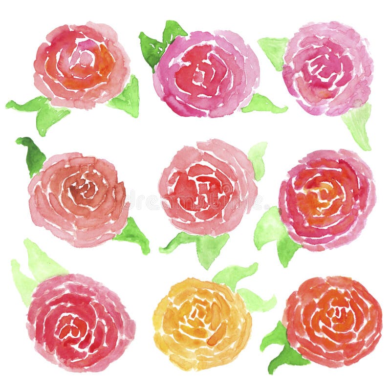 Watercolor Roses on a White Background Stock Illustration ...