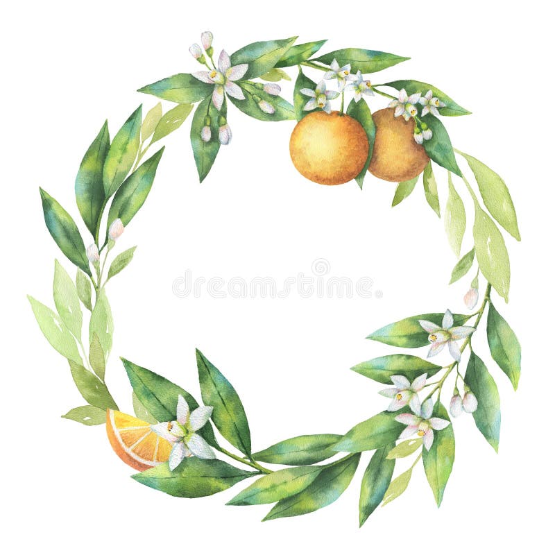 Watercolor round frame fruit orange branch isolated on white background.