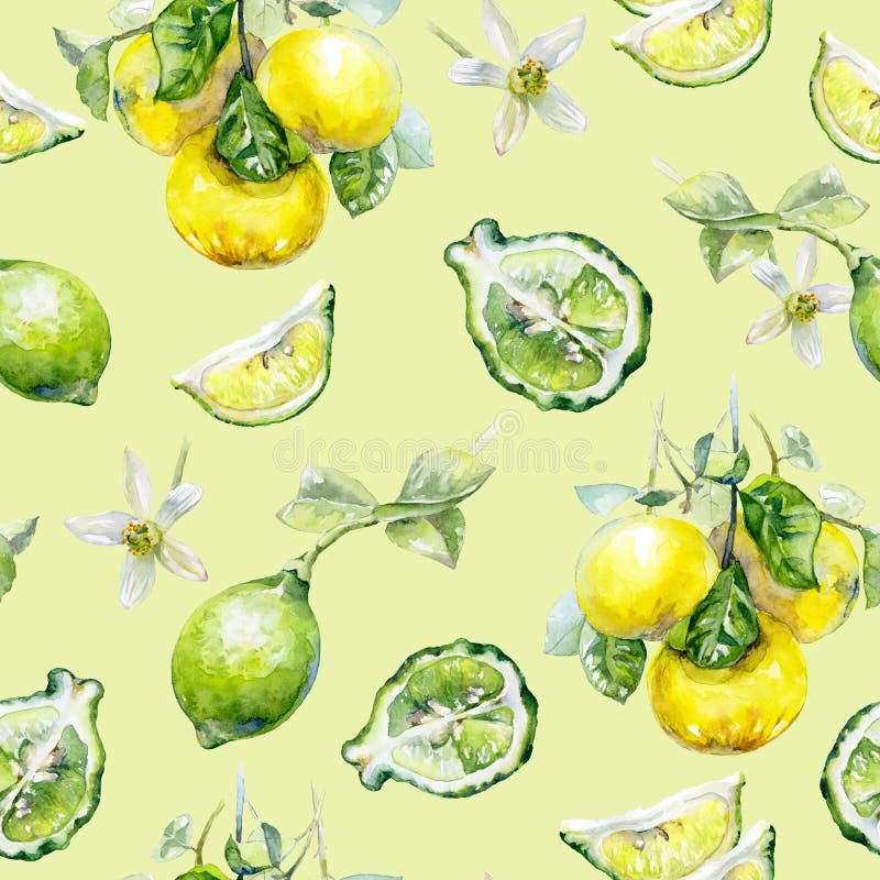 Watercolor Seamless Pattern Bergamot on a Color Background. Stock Photo ...