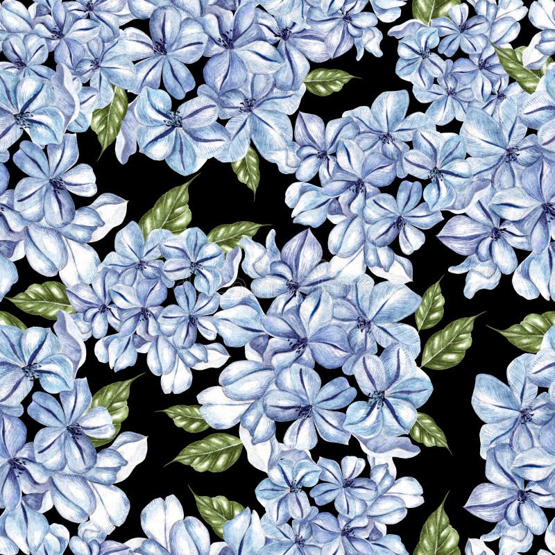 Plumbago Stock Illustrations – 348 Plumbago Stock Plumbago Stock Illustrations – 348 Plumbago Stock