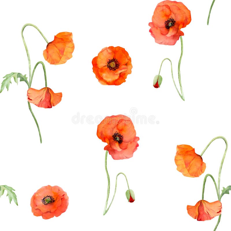 751 Hand Drawn Poppy Stock Photos - Free & Royalty-Free Stock Photos ...