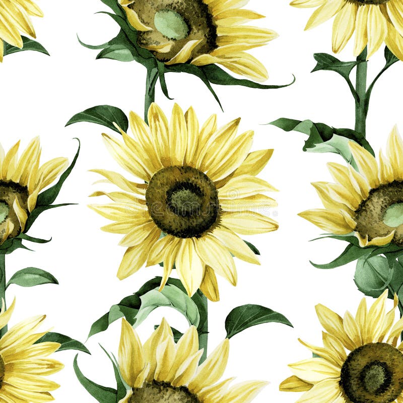 Sunflowers Isolated on White Background, Watercolor Botanical ...