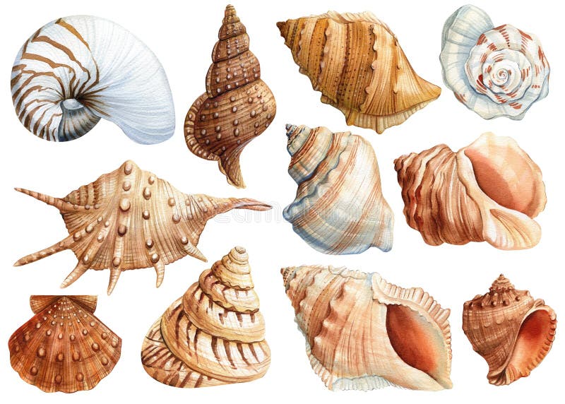 Watercolor seashells set isolated white background. Hand drawn illustration. Collection realistic sea shell for design.