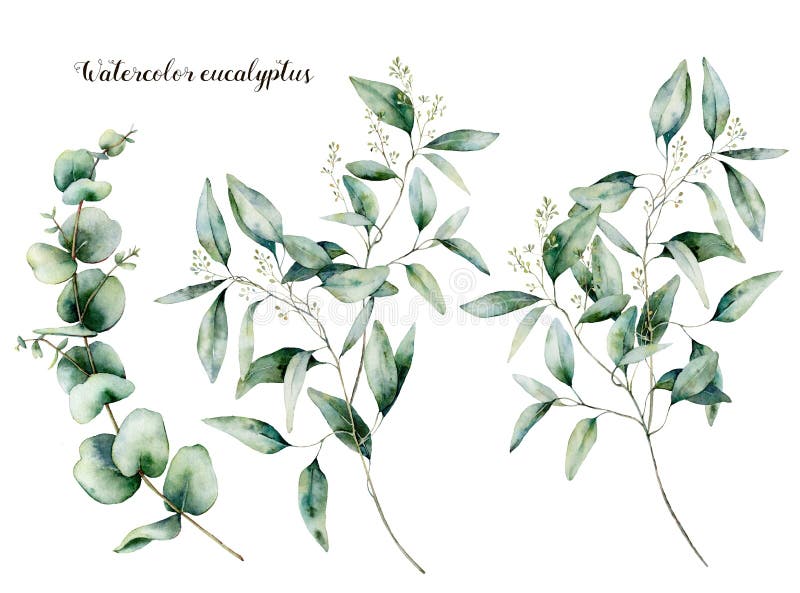 Watercolor seeded and baby eucalyptus set. Hand painted eucalyptus branch and leaves isolated on white background. Floral illustration for design, print, fabric or background