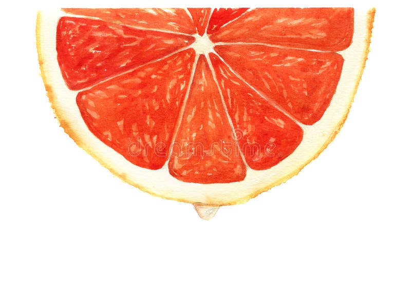 Watercolor segment of grapefruit with drop of juice. Botanical illustration isolated on white background for design, background or prints.