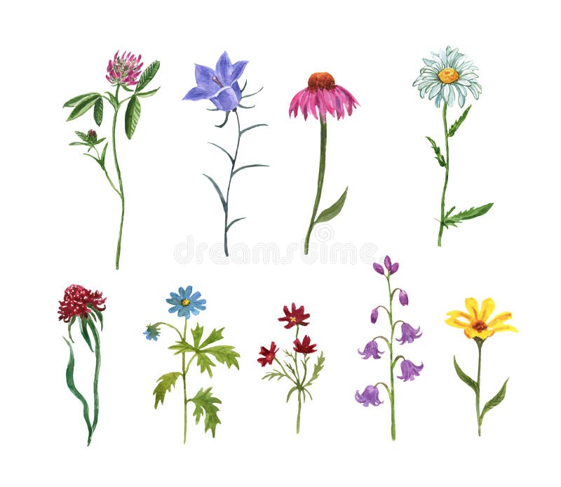Watercolor set of assorted wildflowers, isolated on white background. Meadow plants and herbs. Hand painted coneflower, bluebell