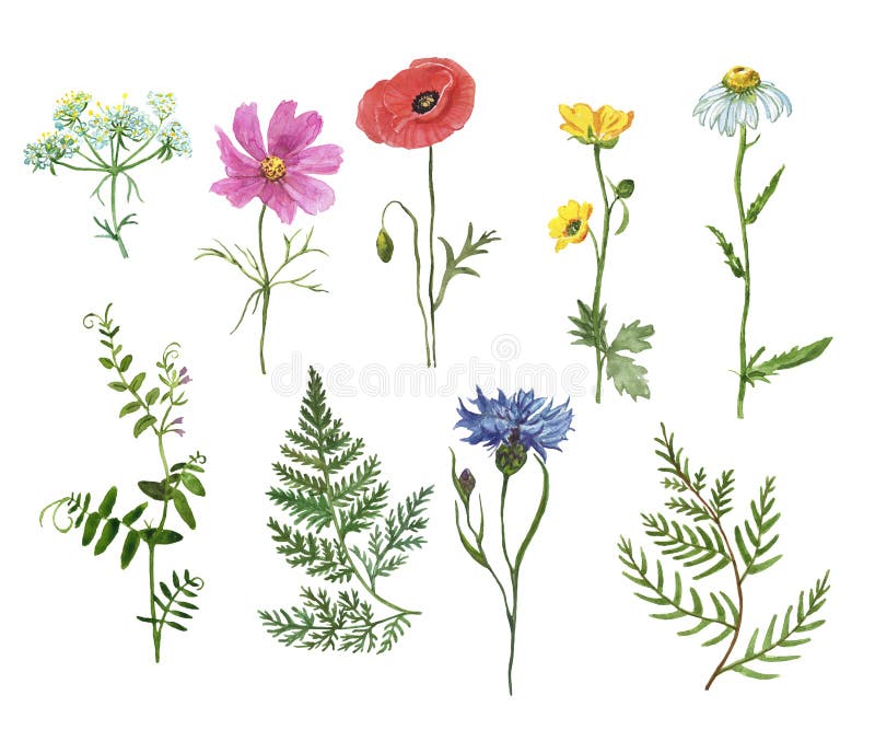 Wildflower meadow collection. Watercolor hand drawn wild flowers and herbs  illustration, isolated on white background. Purple coneflower, bluebell,  daisy, pink clover, baby cosmos. Floral set. Stock Illustration