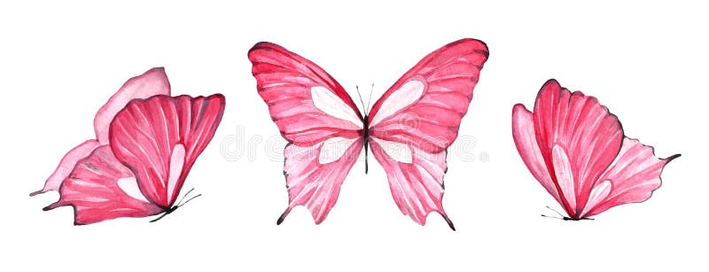 Watercolor Set of Pink Butterfly Isolated on White Background Stock  Illustration - Illustration of pink, summer: 137704890