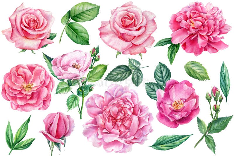 Peony Stock Illustrations – 102,376 Peony Stock Illustrations, Vectors ...