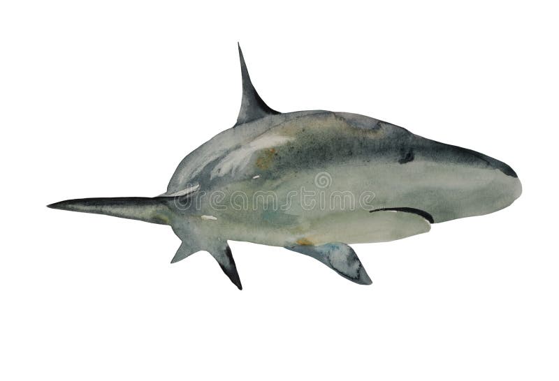 Một chú cá mập vẽ với màu nước, có vẻ thật sự tuyệt vời. Hãy xem hình liên quan đến từ khóa \