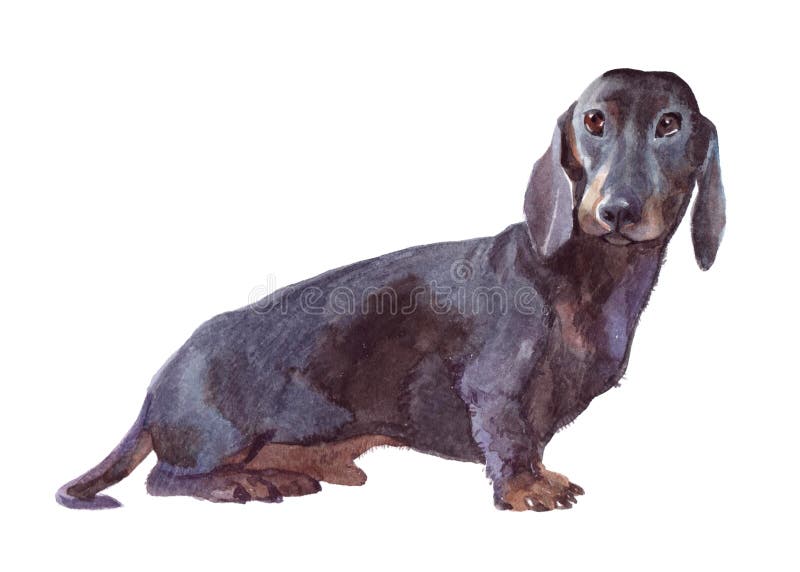 Watercolor single Dog animal isolated royalty free illustration Watercolor single Dog animal isolated royalty free illustration