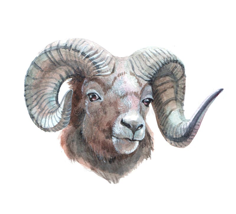 Watercolor Single Ram Animal Isolated Stock Image - Image of graphic, line:  214014895