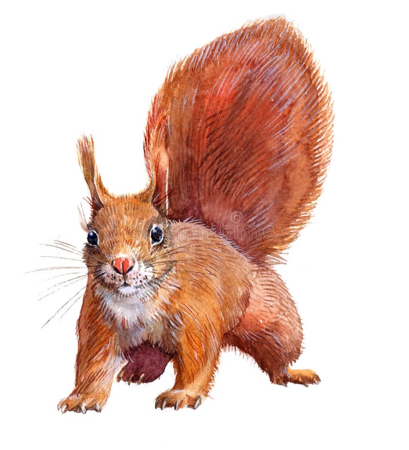 Watercolor single squirrel animal stock illustration Watercolor single squirrel animal stock illustration