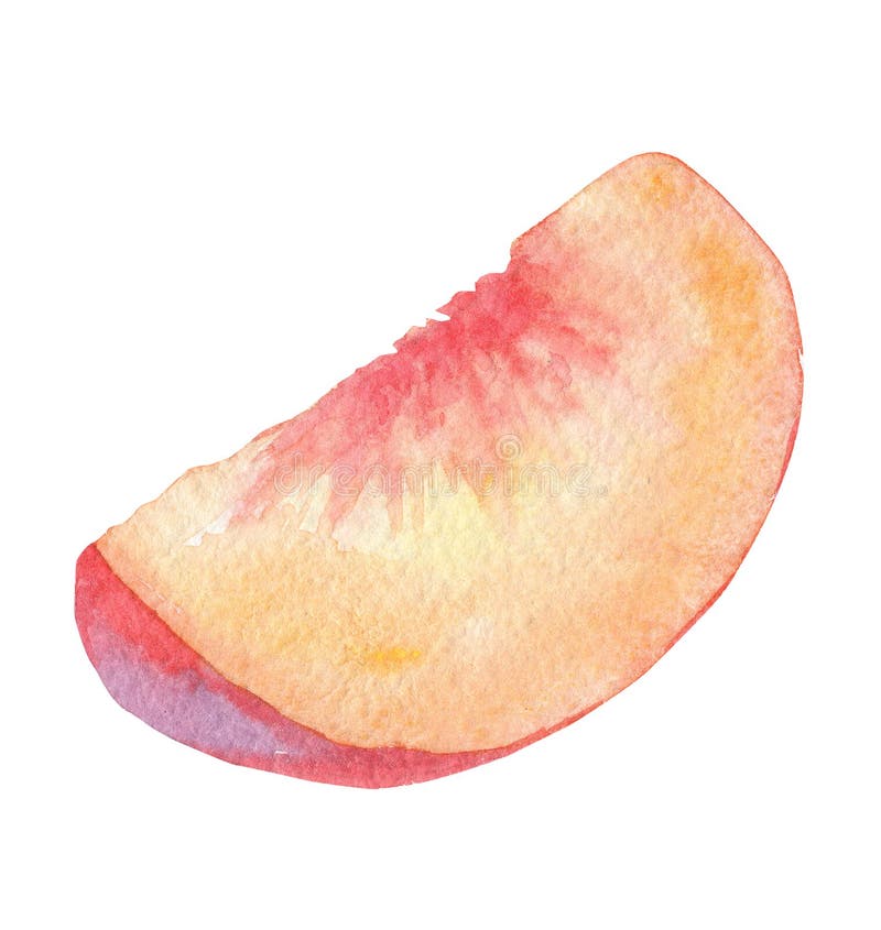 Watercolor Slice of Peach Fruit Isolate on White Background Stock Photo