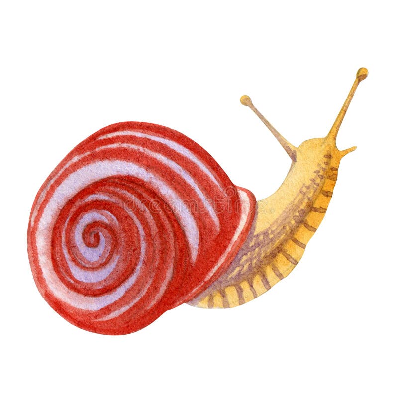 Watercolor snail on white background for your design