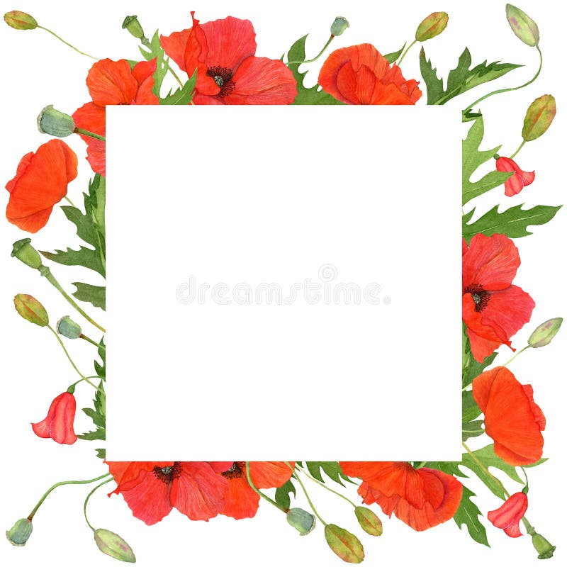 Watercolor square frame with meadow wildflowers of red poppies.