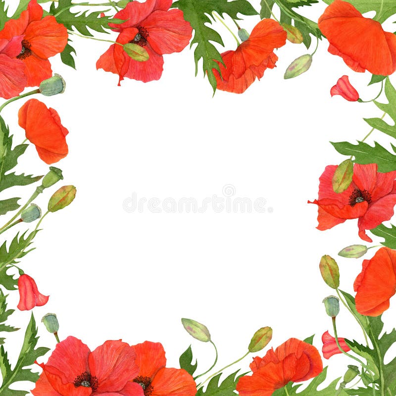 Watercolor square frame with meadow wildflowers of red poppies.