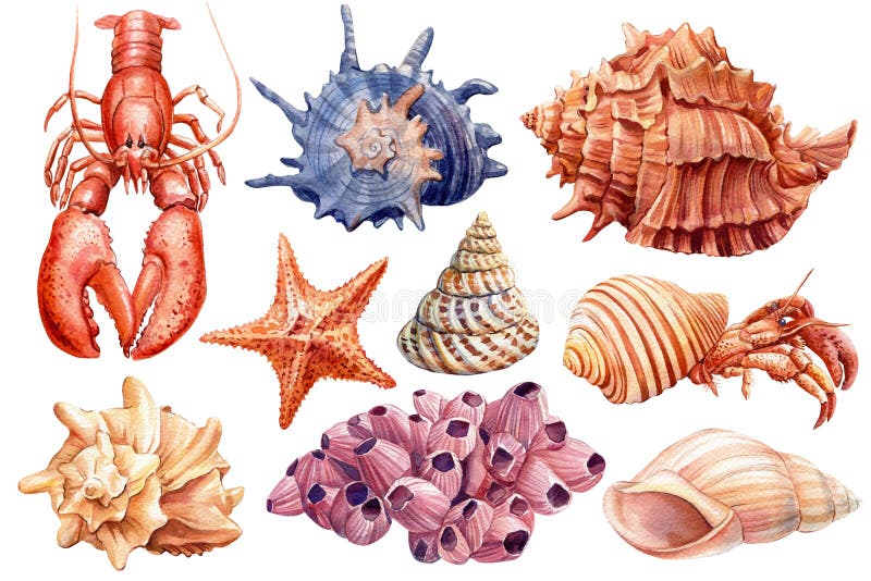 Watercolor starfish, coral, lobster, shells on isolated white background, hand painted sea illustration