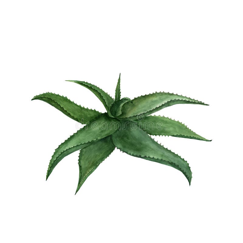 Watercolor succulent aloe. Vector. Original hand drawn watercolor painting isolated on white background. Watercolor succulent aloe. Vector. Original hand drawn watercolor painting isolated on white background