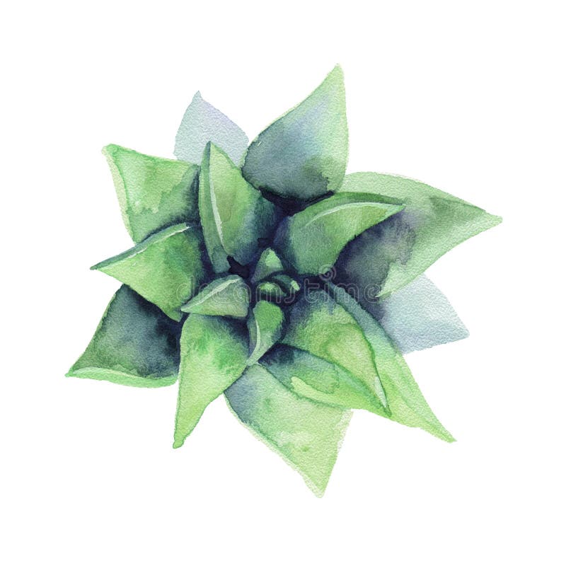 Watercolor Succulent. the View from the Top. Stock Illustration ...