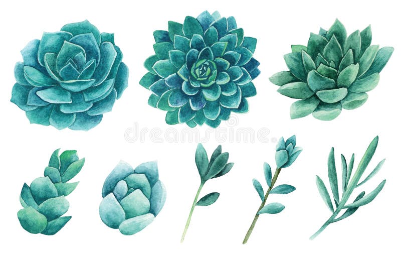 Watercolor succulents vector clip art. Green cactus clipart royalty free illustration Watercolor succulents vector clip art. Green cactus clipart royalty free illustration