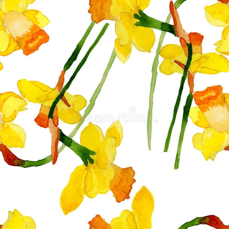 Watercolor summer narcissus flower stock illustration Watercolor summer narcissus flower stock illustration
