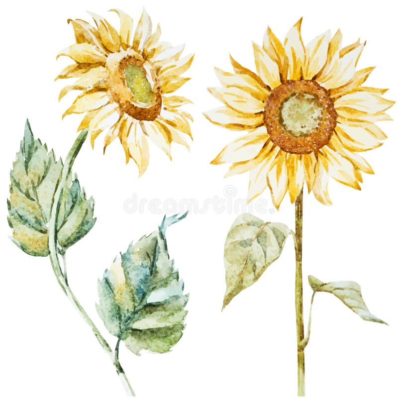 Download Watercolor sunflowers stock vector. Illustration of floral ...