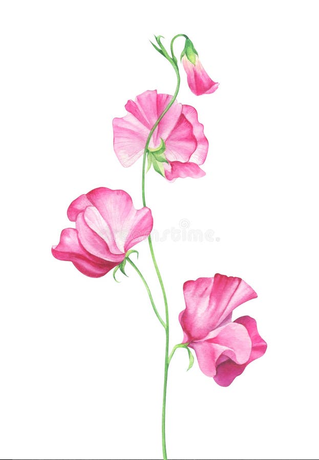 Download Watercolor Sweet Pea Flowers On White Background Stock ...