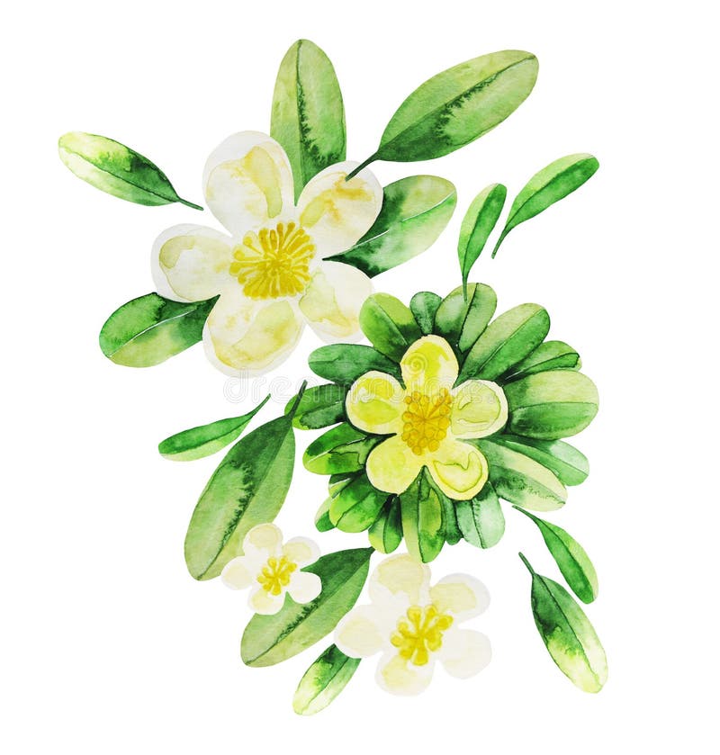 Watercolor tea flowers stock illustration. Illustration of bouquet