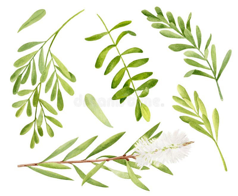 Watercolor tea tree leaves, flower. Hand drawn botanical illustration of Melaleuca alternifolia. Green medicinal plants