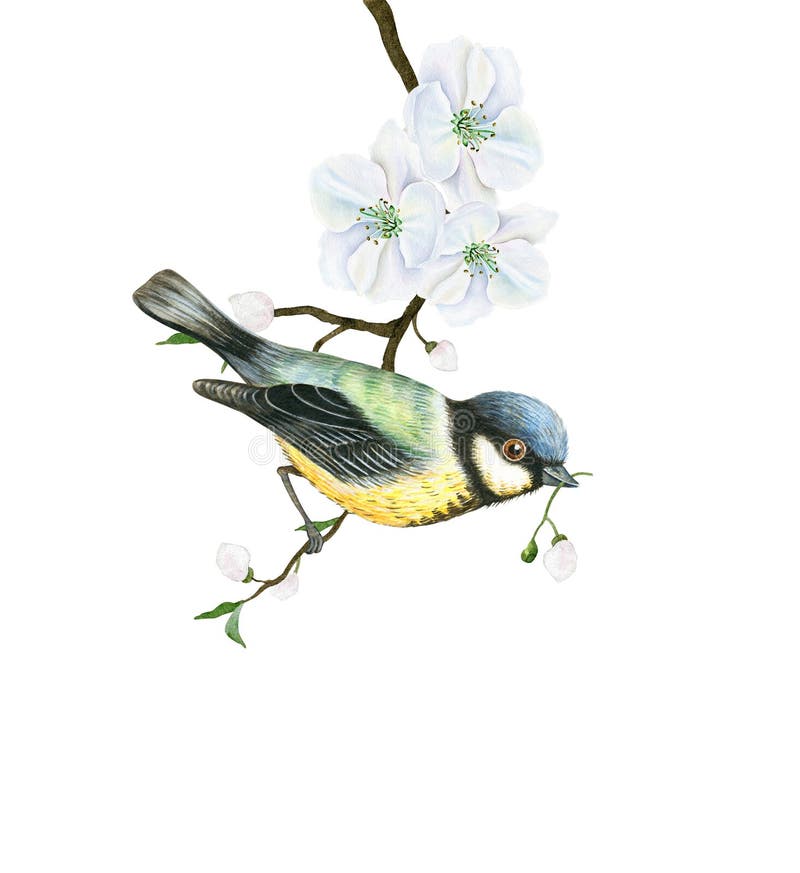 Watercolor tit bird on a blooming apple tree